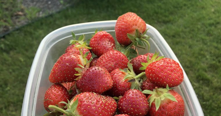 Easy Guide to Planting Strawberries in your Summer Garden