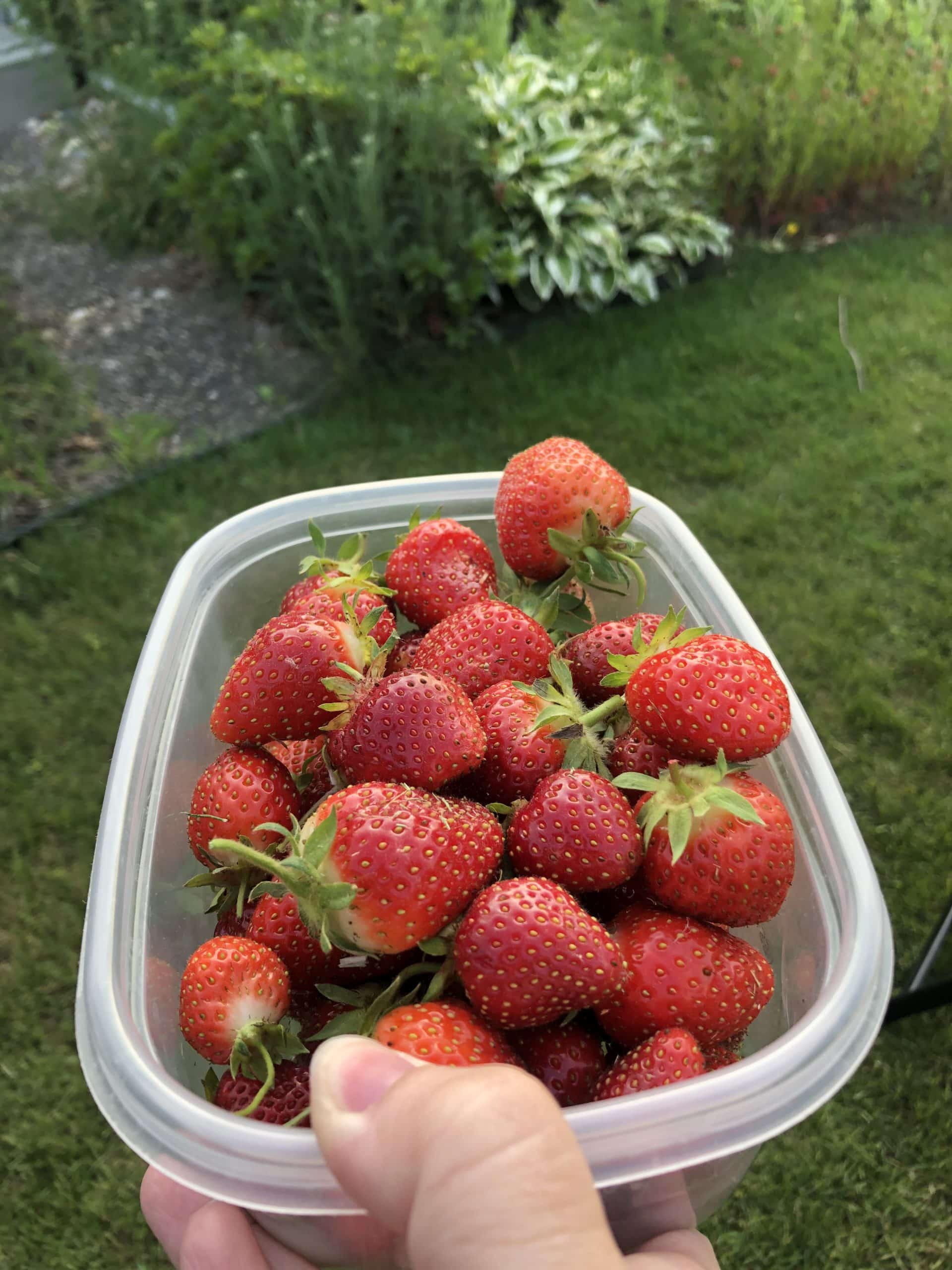 Easy Guide to Planting Strawberries in your Summer Garden