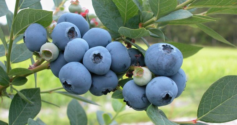 Easy Guide to Planting Blueberries in a Raised Garden Bed