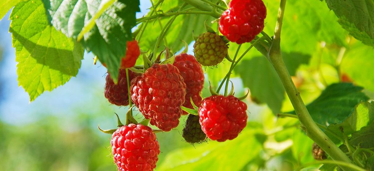 how to plant raspberries