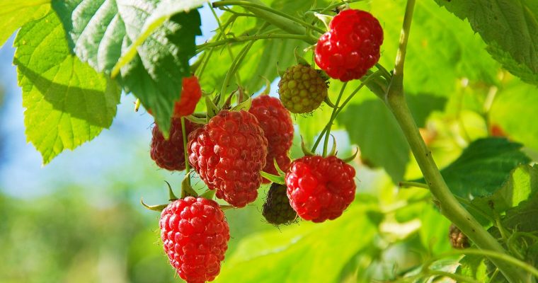 Easy Guide to Planting Raspberries in Your Garden