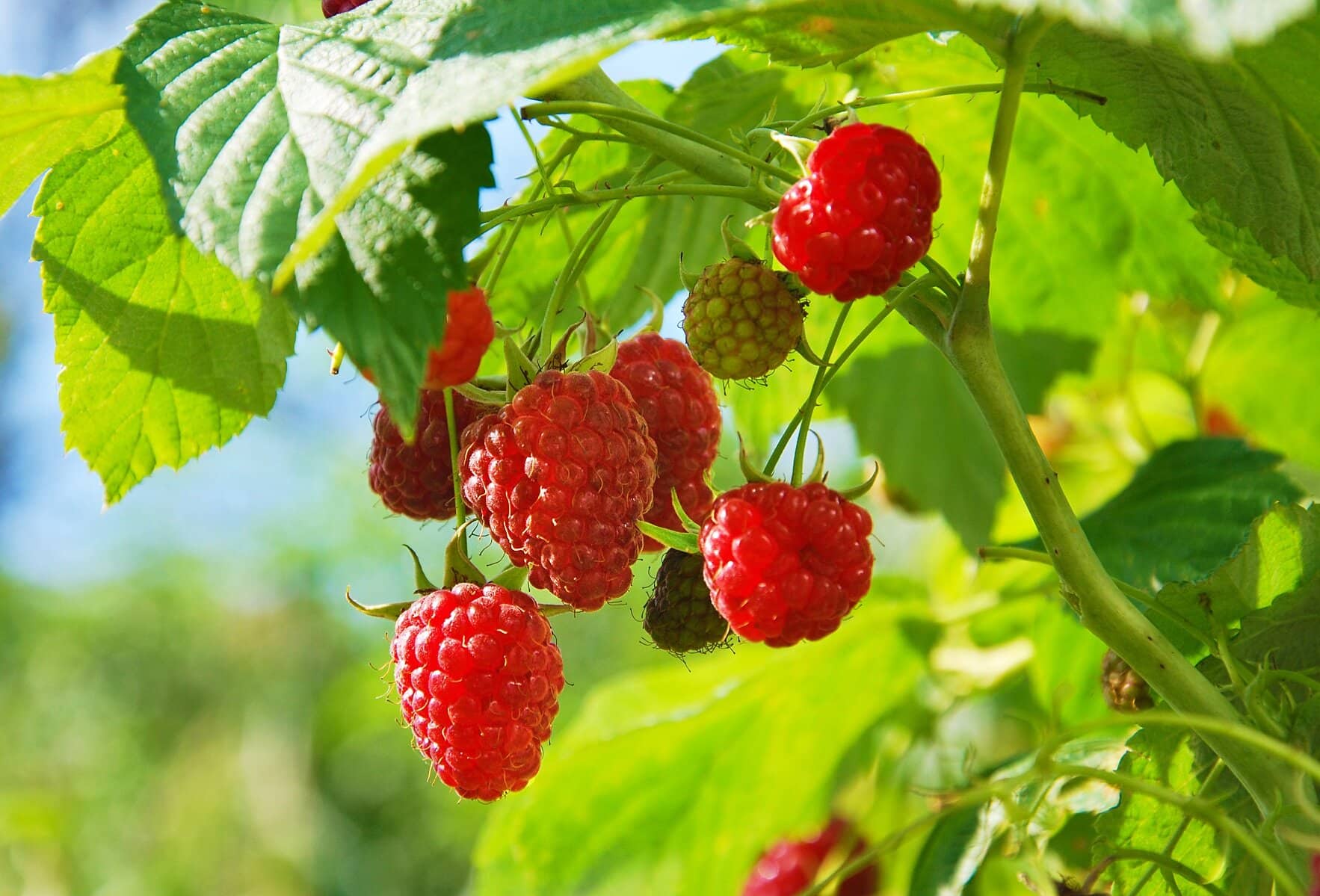 Easy Guide to Planting Raspberries in Your Garden